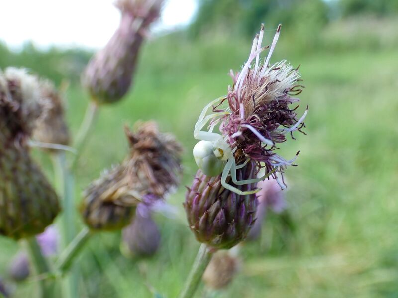 File:Misumena vatia 03.jpg