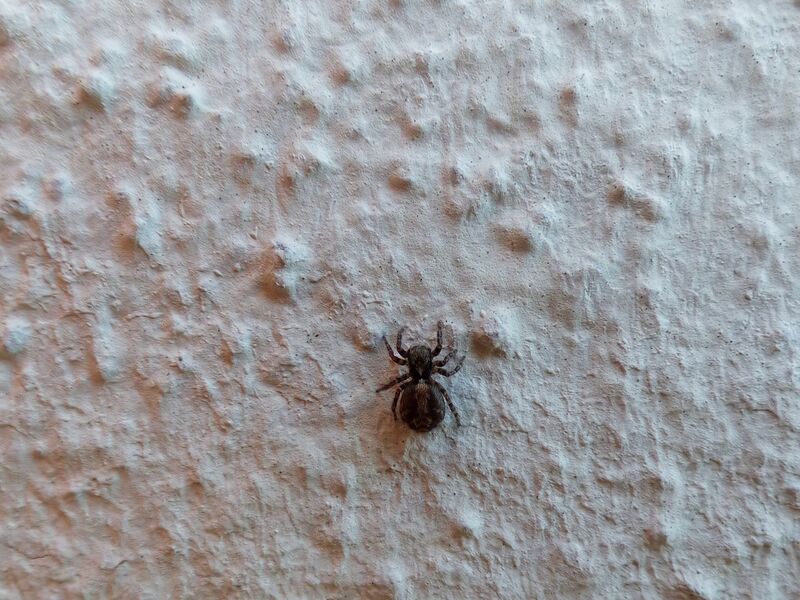 File:Pseudeuophrys lanigera 51.jpg