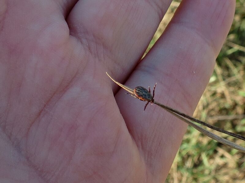 File:Dermacentor reticulatus 05.jpg