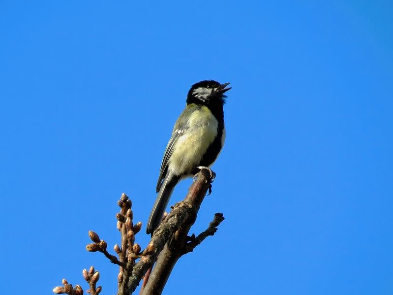 File:Parus major 11.jpg