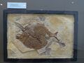 fish fossil 2