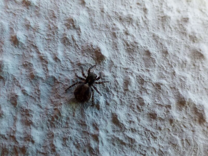 File:Pseudeuophrys lanigera 54.jpg