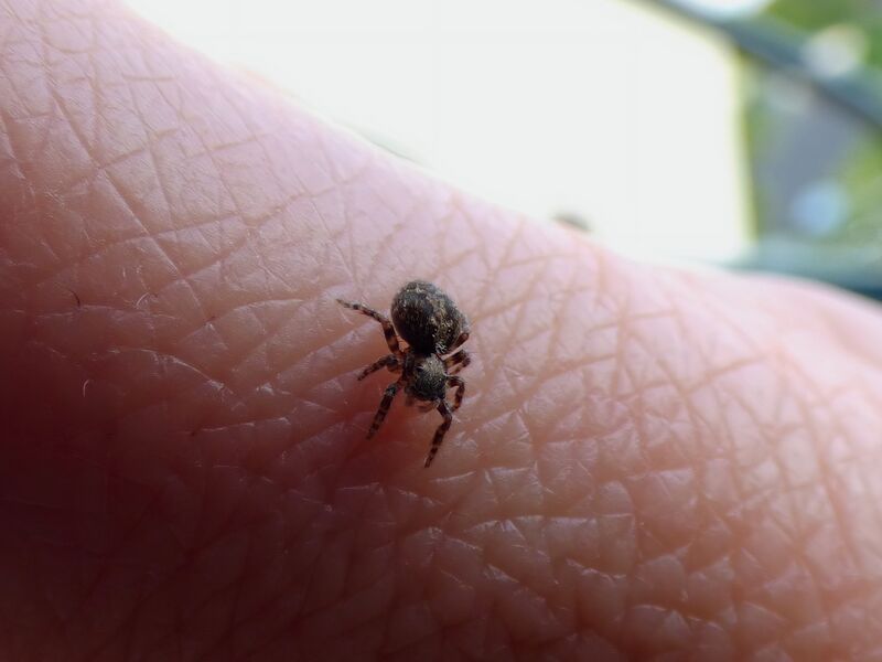 File:Pseudeuophrys lanigera 59.jpg