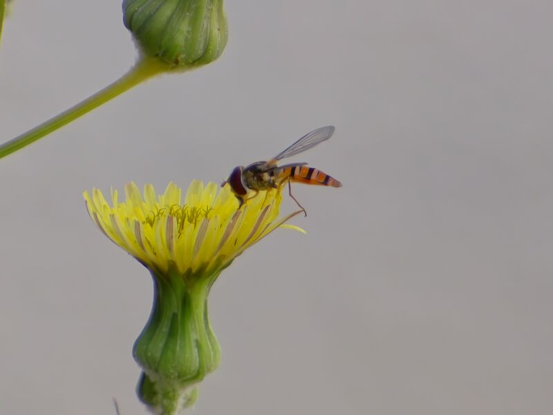 File:Episyrphus balteatus 17.jpg