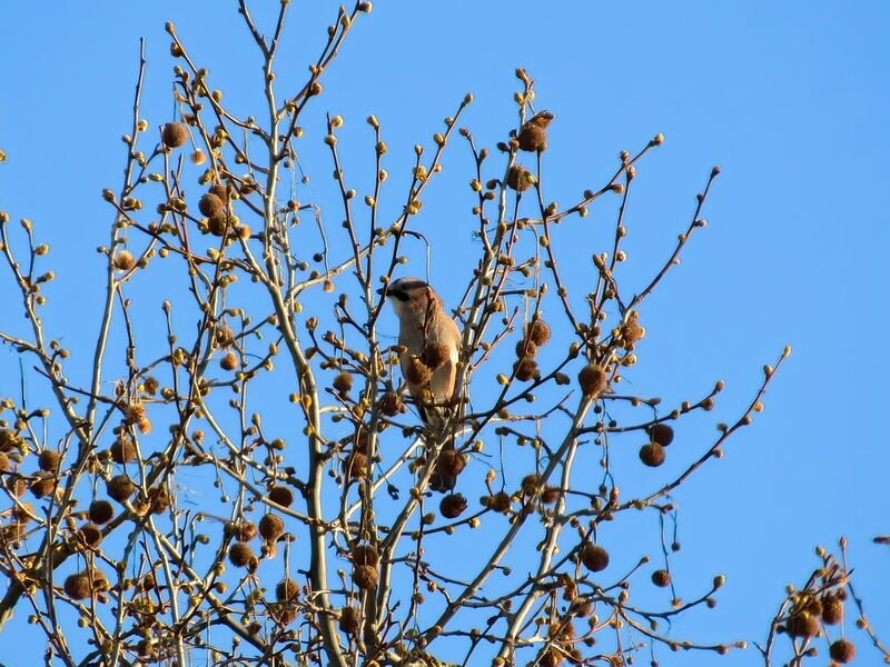 File:Garrulus glandarius 07.jpg
