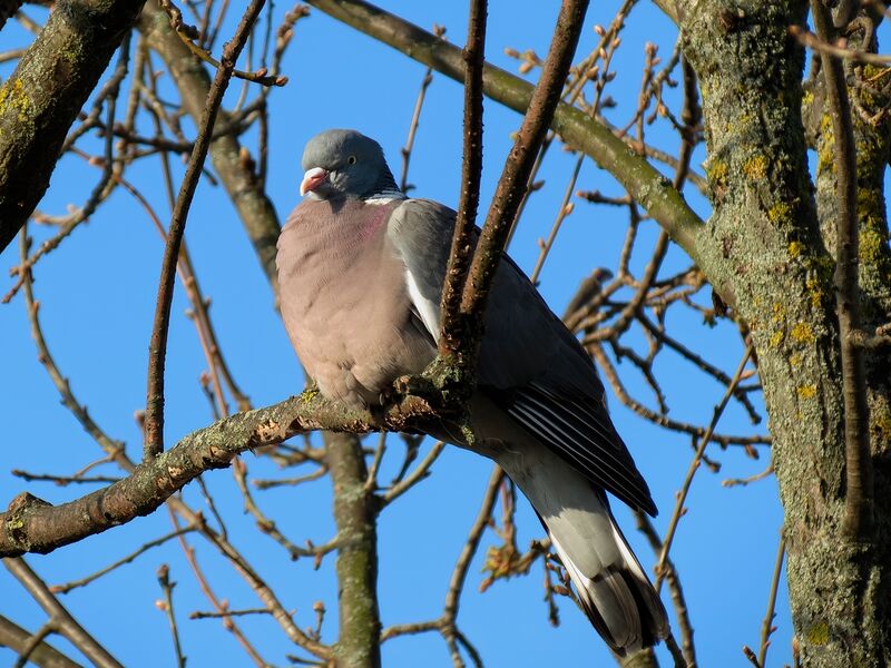 File:Columba palumbus 01.jpg