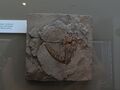 fish fossil 3