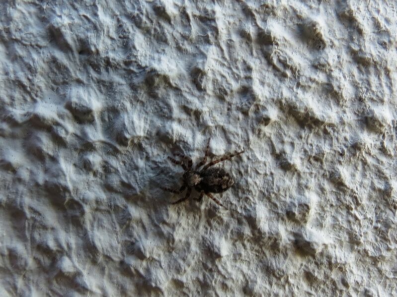 File:Pseudeuophrys lanigera 48.jpg