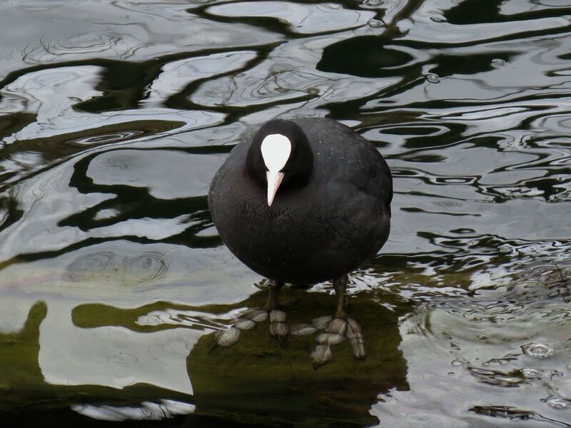 File:Fulica atra 01.jpg