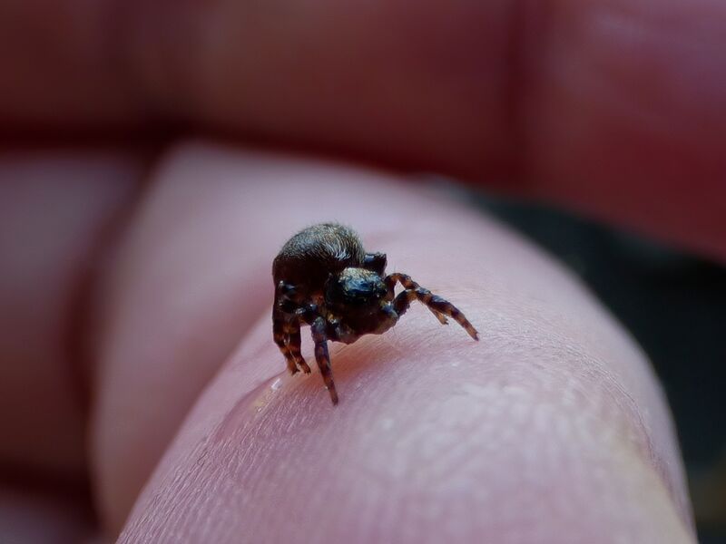 File:Pseudeuophrys lanigera 55.jpg