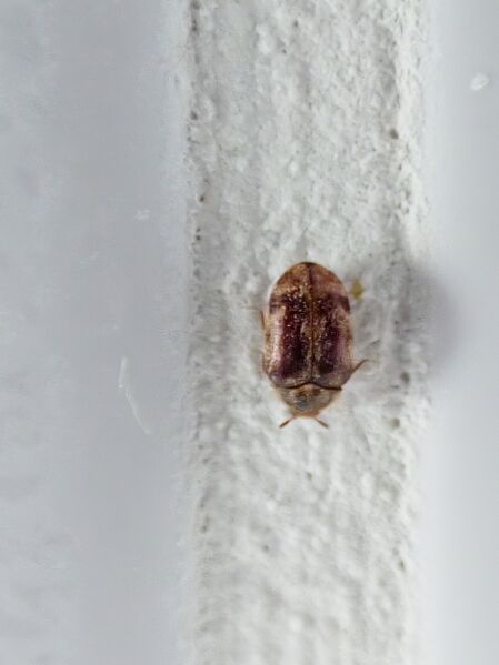 File:Anthrenocerus australis 06.jpg