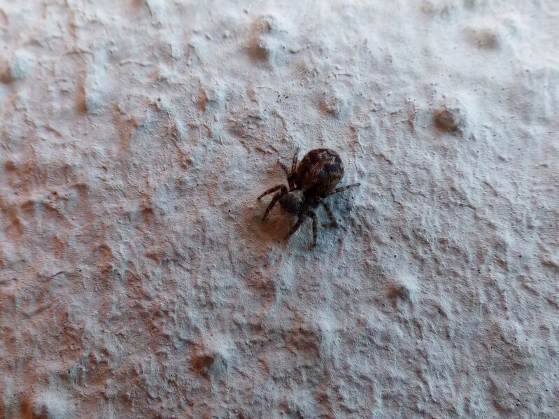 File:Pseudeuophrys lanigera 53.jpg