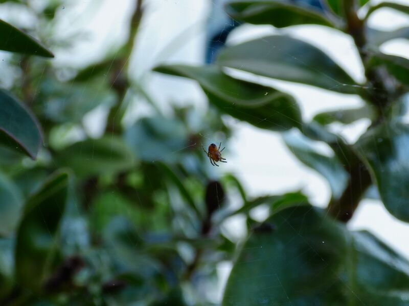 File:Genus araneus 05.jpg