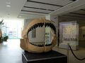 megalodon jaw 1