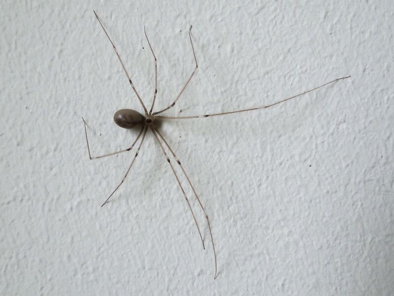 File:Pholcus phalangioides 20.jpg