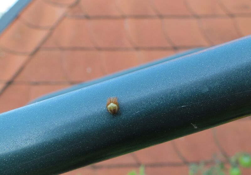 File:Genus araneus 06.jpg