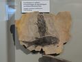 fish fossil 6