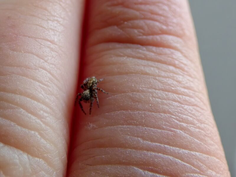 File:Pseudeuophrys lanigera 57.jpg