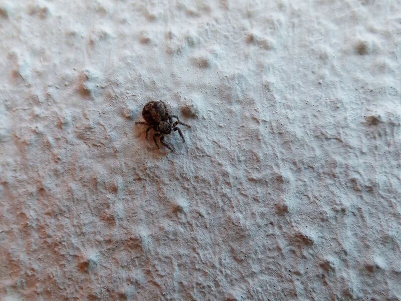 File:Pseudeuophrys lanigera 52.jpg
