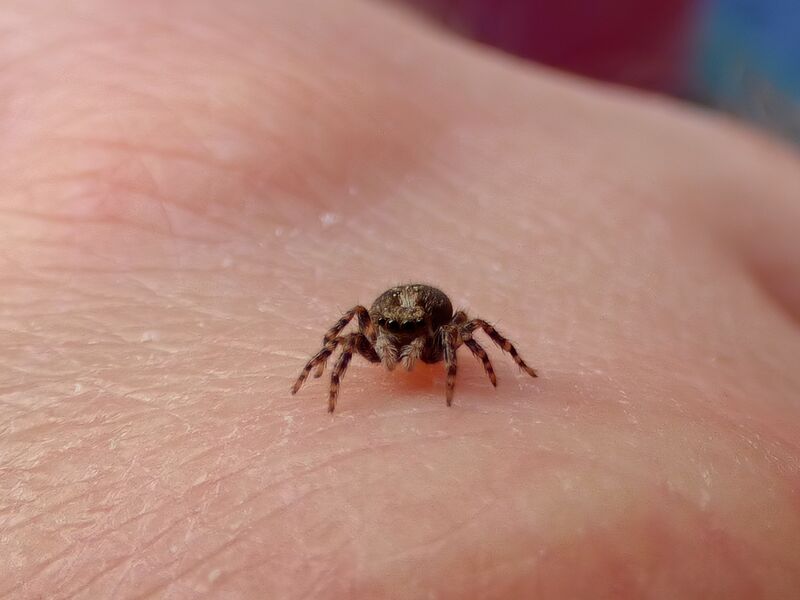 File:Pseudeuophrys lanigera 61.jpg