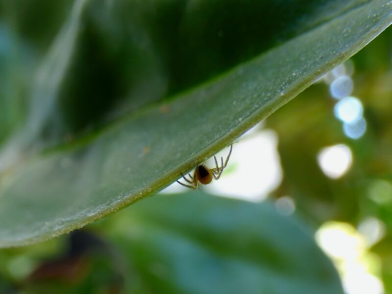 File:Genus araneus 02.jpg