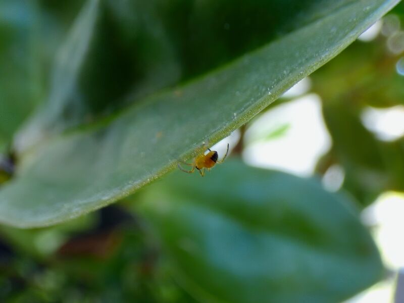 File:Genus araneus 01.jpg