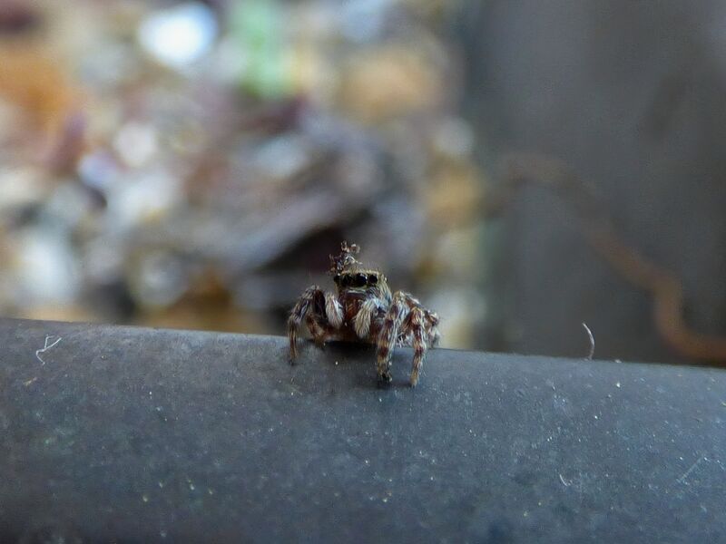 File:Pseudeuophrys lanigera 56.jpg