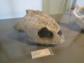 turtle skull 1