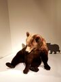 brown bear 1