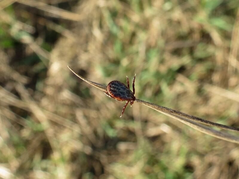 File:Dermacentor reticulatus 04.jpg