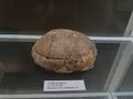 turtle fossil 1