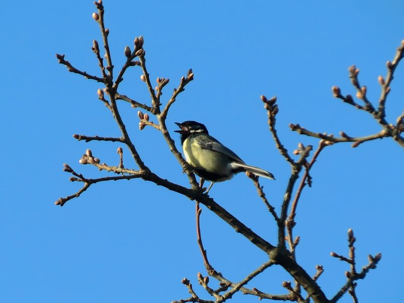 File:Parus major 12.jpg