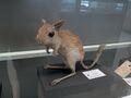 jerboa 1