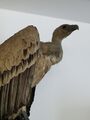 vulture 1