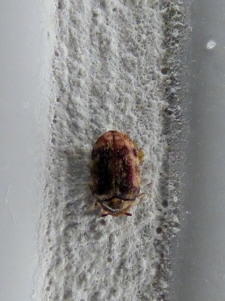 File:Anthrenocerus australis 05.jpg