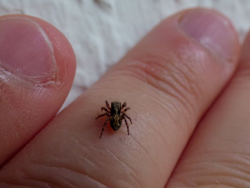 File:Pseudeuophrys lanigera 58.jpg