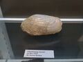 clam fossil 1