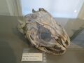 fish skull 1