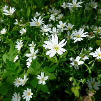 Plants